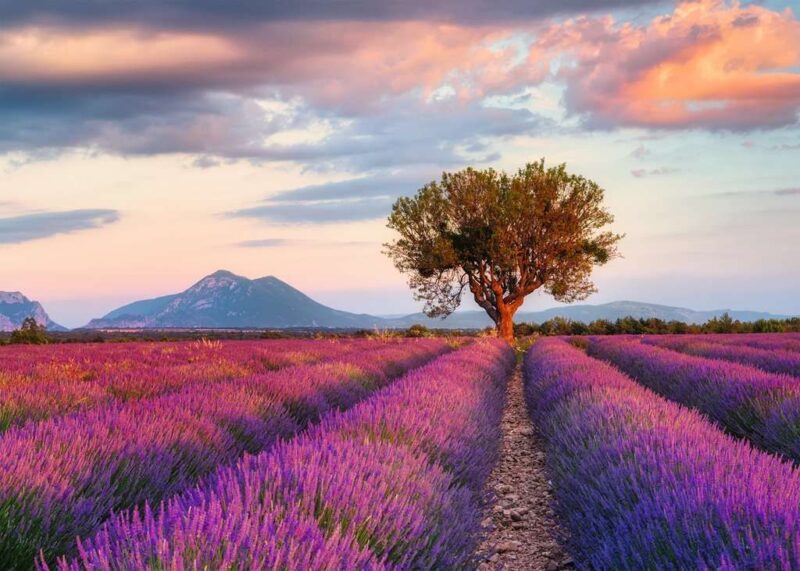 Puzzle 1000CP Ravensburger Lavender Fields 167241 - Image 2